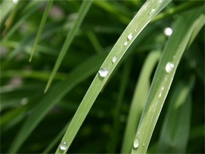 林芝芝顾清离是什么书-林芝芝顾清离全文免费阅读