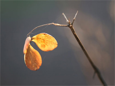 完结版小说（秦芷程司远）-秦芷程司远全章节阅读